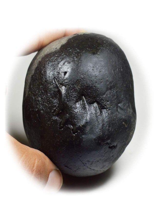 غلوبال حجر سانتان جوبال شاليجرام شيلا الأصلي العالمي من نهر غانداكي في نيبال لورد فيشنو، تولسي بوجا - Image 2